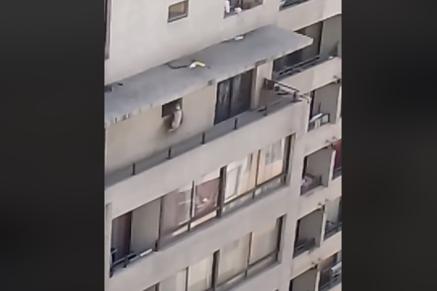 El abandono también es maltrato animal: Perro lleva más de cuatro días atrapado en balcón de edificio de Santiago