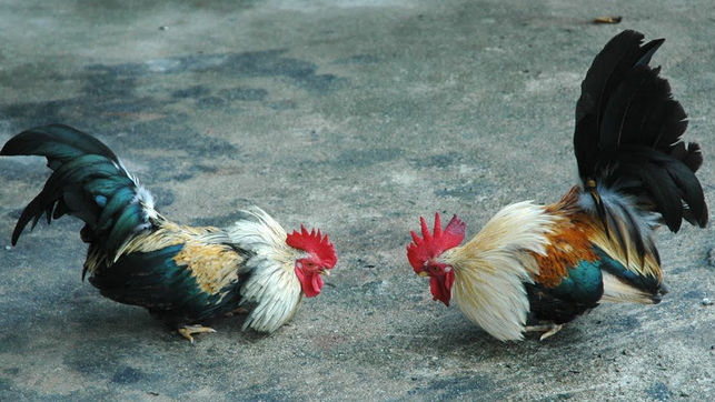 Triunfan los derechos de las animales: Por primera vez un estado mexicano decreta ilegales las peleas de gallos