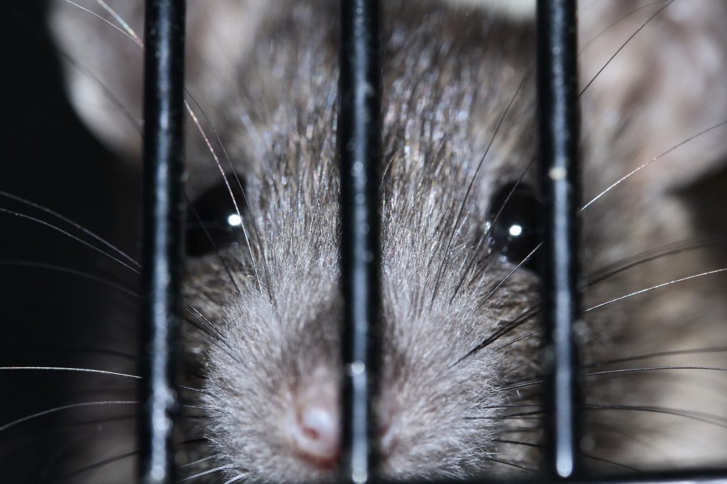 Estudio alerta que cambio climático aumentará la presencia de ratas en las ciudades