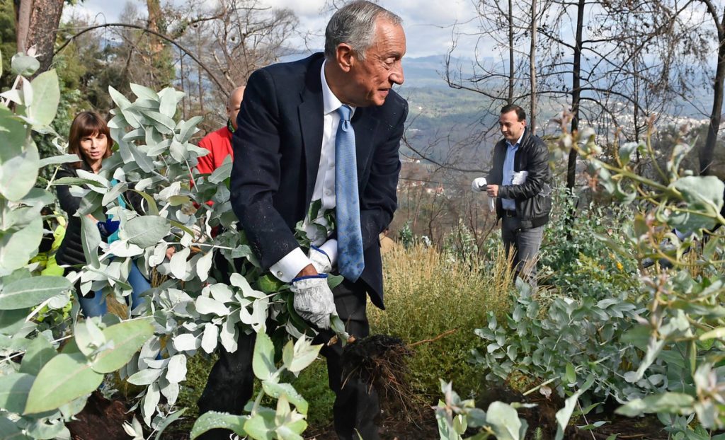 Presidente de Portugal arranca eucaliptos con sus propias manos como medida anti-incendios