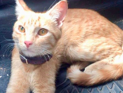 Apareció «Torvi», la gatita que Latam perdió hace casi dos meses en el Aeropuerto de Santiago