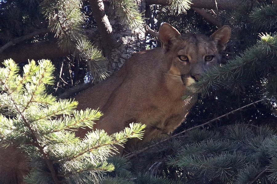 Puma rescatado no quedará en cautiverio: Evalúan liberarlo de vuelta a su hábitat la próxima semana