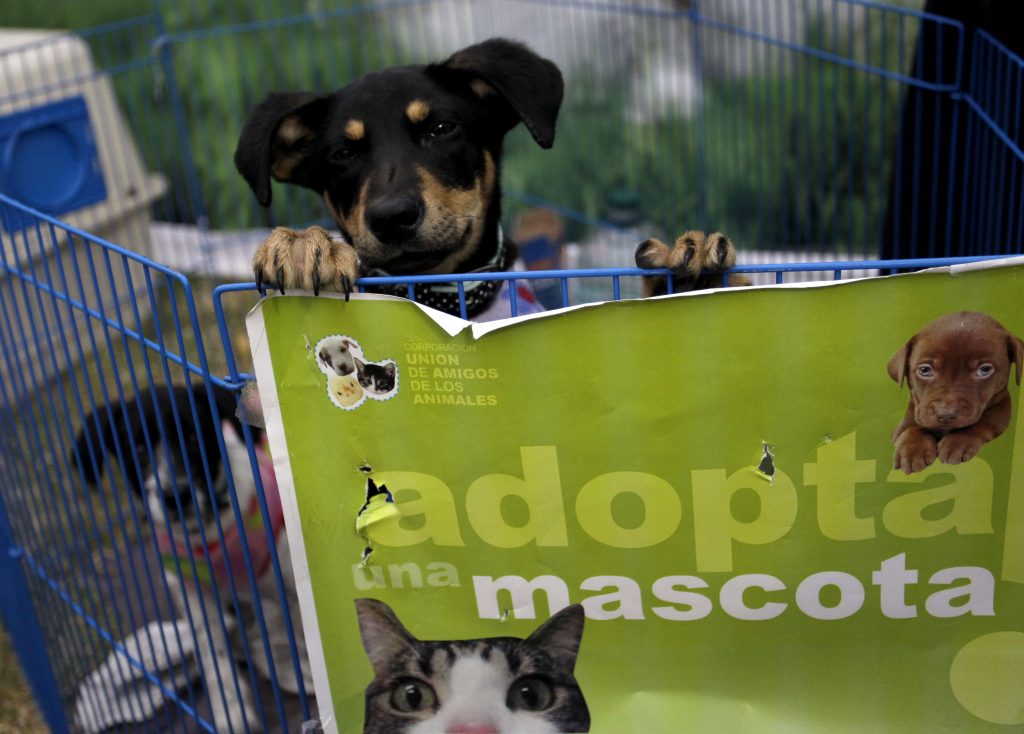 No compres en criaderos, adopta: Prohíben la venta de mascotas que vengan de criaderos en tiendas de California