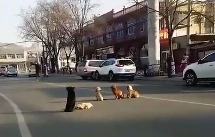 VIDEO| Lealtad a toda prueba: Perros bloquean concurrida calle para proteger el cuerpo de su amigo atropellado