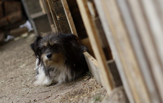 Por abandono y maltrato animal: Investigarán la muerte por envenenamiento de 13 perros de la calle en Temuco
