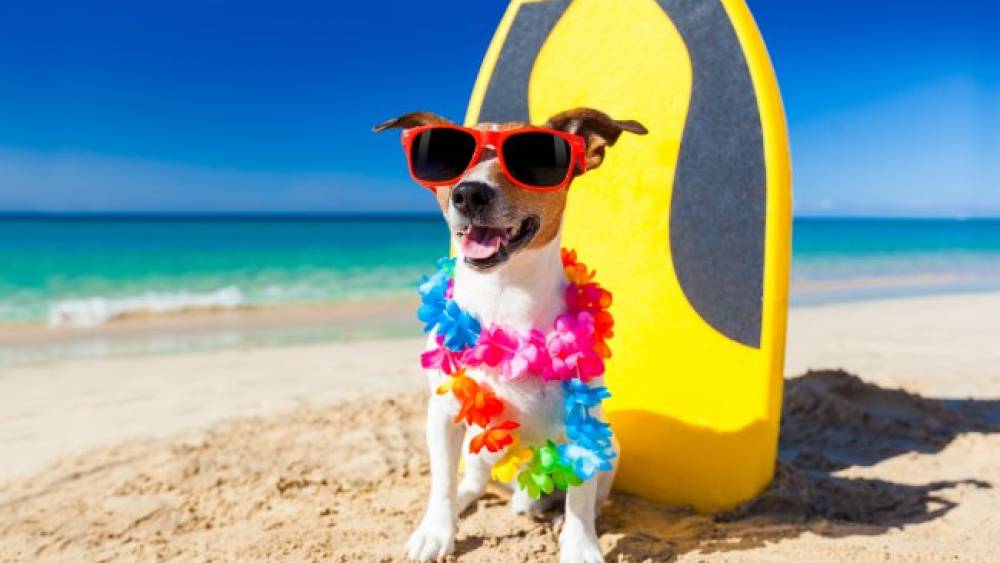 Verano feliz: Santo Domingo habilita playa para perros