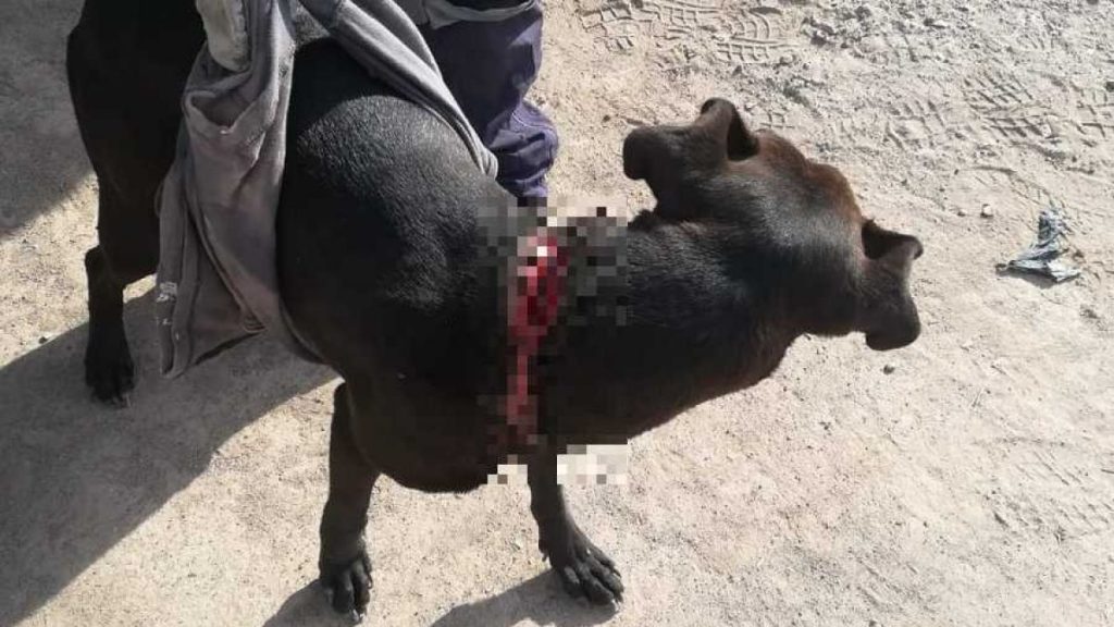 Perro queda con graves heridas tras estar varios días amarrado con un alambre a un árbol en Arica