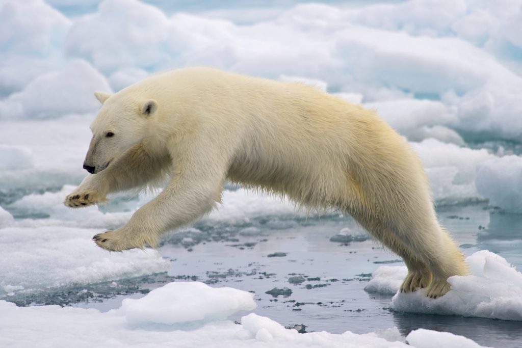 Calentamiento global y deshielo en el Ártico: Las razones que llevan a los osos polares a invadir una isla rusa