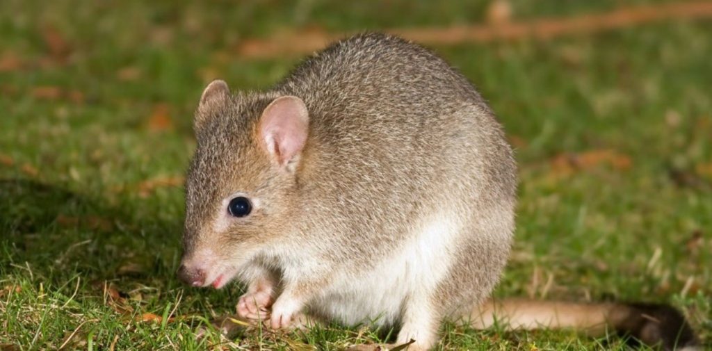 Calentamiento global: Se confirmó la extinción del mamífero melomys rubicola en Australia