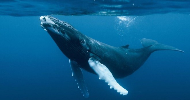 Islandia cancela caza comercial de ballenas por razones económicas