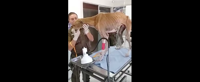 VIDEOS| Encuentran a perro galgo amarrado a un árbol y con aguda desnutrición