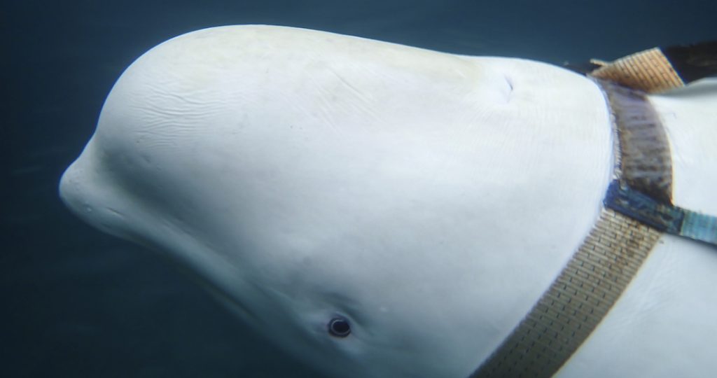 Encuentran ballena con arnés en la costa de Noruega: Expertos aseguran que es una espía rusa
