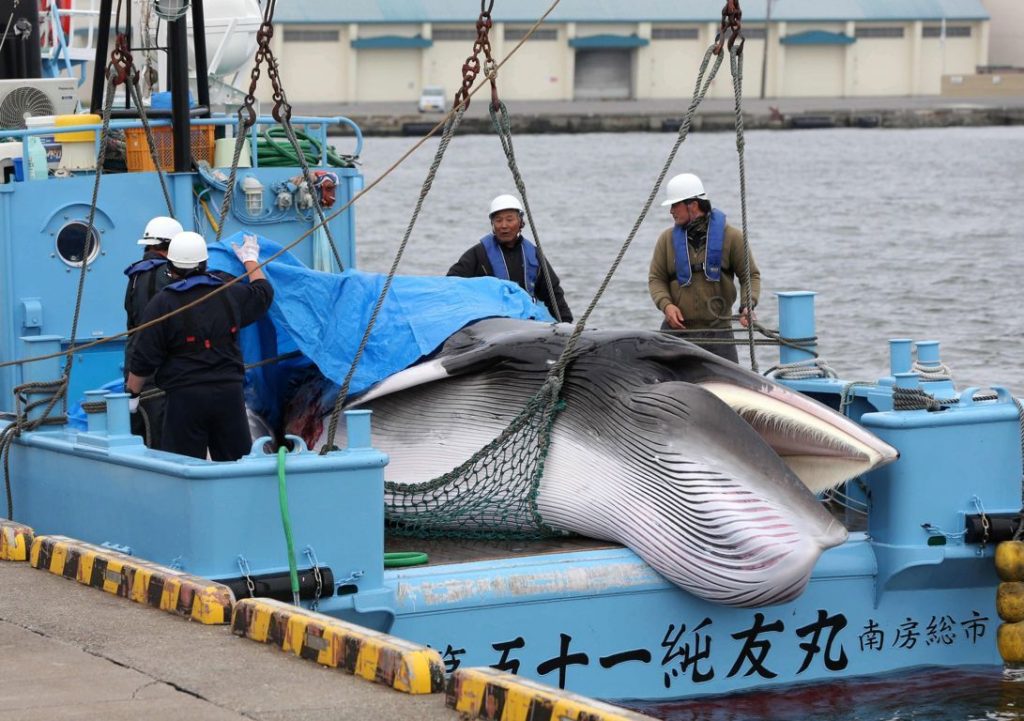Japón vuelve oficialmente a la caza de ballenas tras 30 años de prohibición