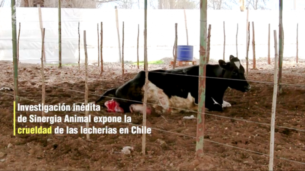 En el Día Mundial de las Leches Vegetales: investigación expone la crueldad hacia los terneros en lecherías chilenas