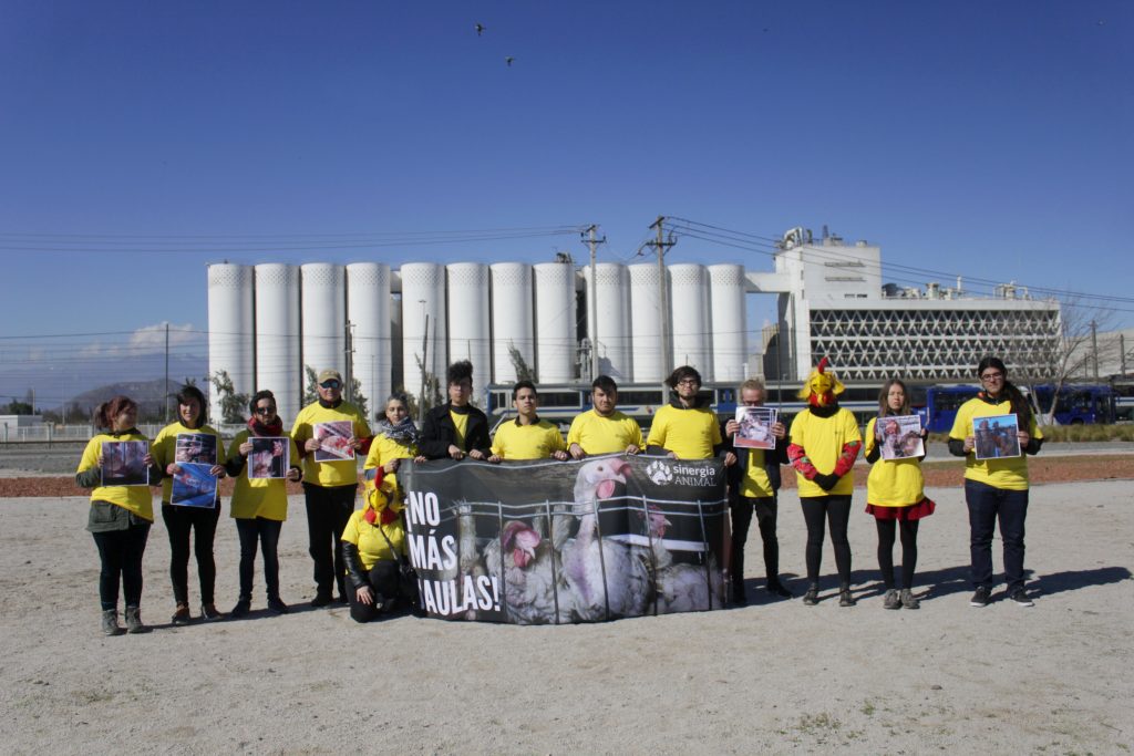 VIDEO| Animalistas protestan a las afueras de fábrica de Carozzi exigiendo el fin «a la tortura de gallinas»