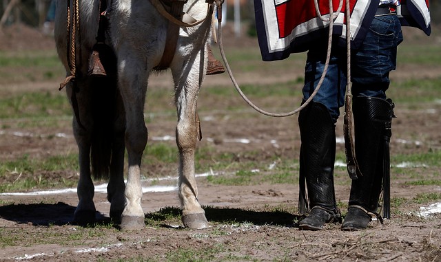 Club Hípico se desentiende de «carrera a la chilena» en su recinto que terminó con la muerte de tres caballos