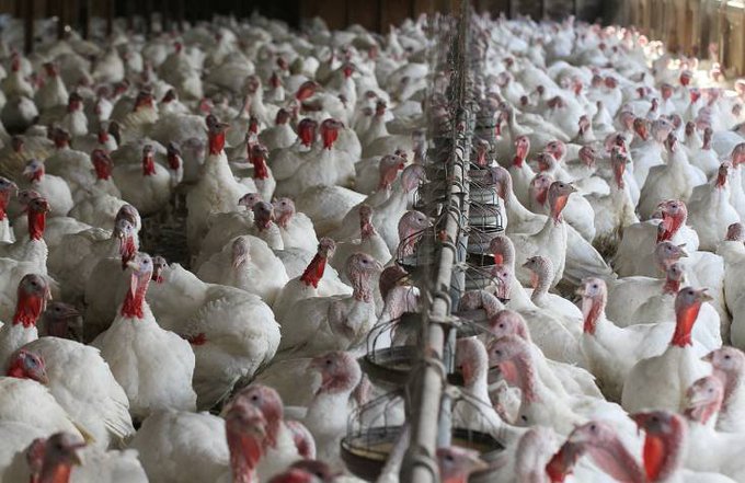 Perú prohíbe ingreso de productos avícolas de Chile tras foco de gripe aviar