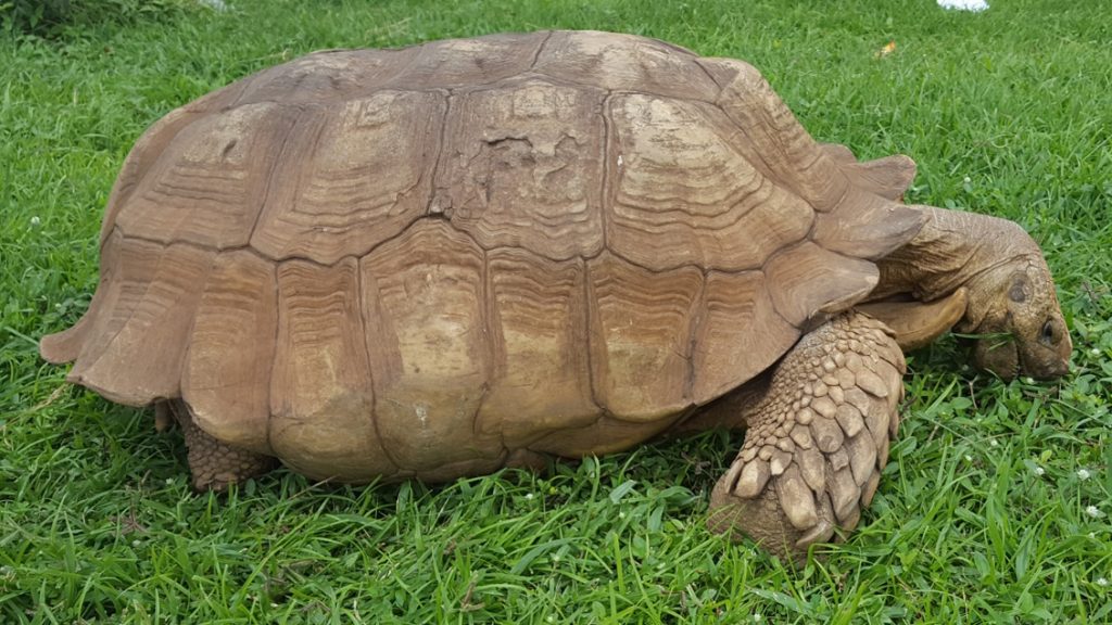 Muere la tortuga más vieja de África a los 344 años