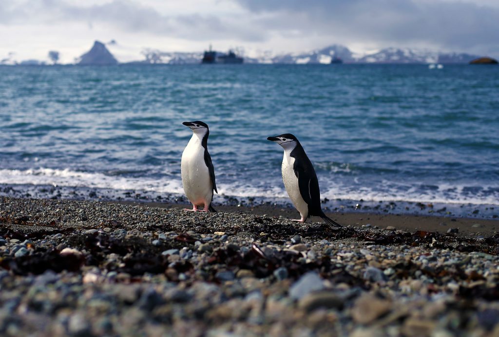 Población de pingüinos en la Antártica disminuyó en más del 75% en los últimos 50 años