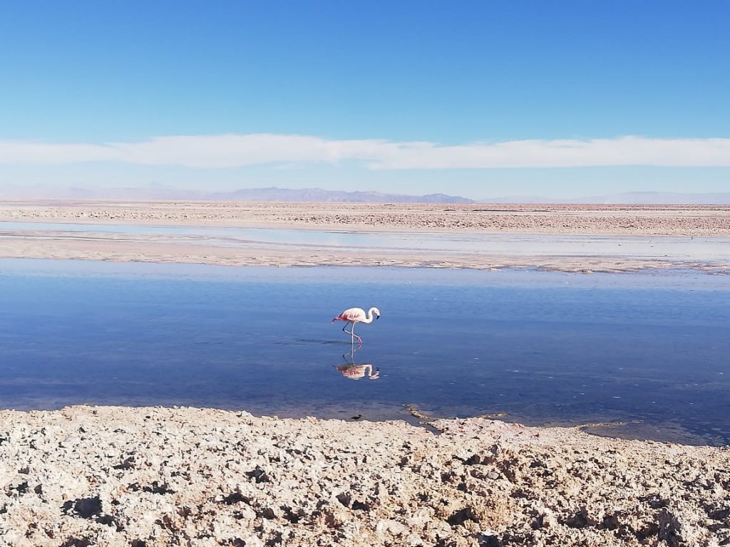 Explotación de Litio en Atacama: La amenaza ambiental a las comunidades indígenas