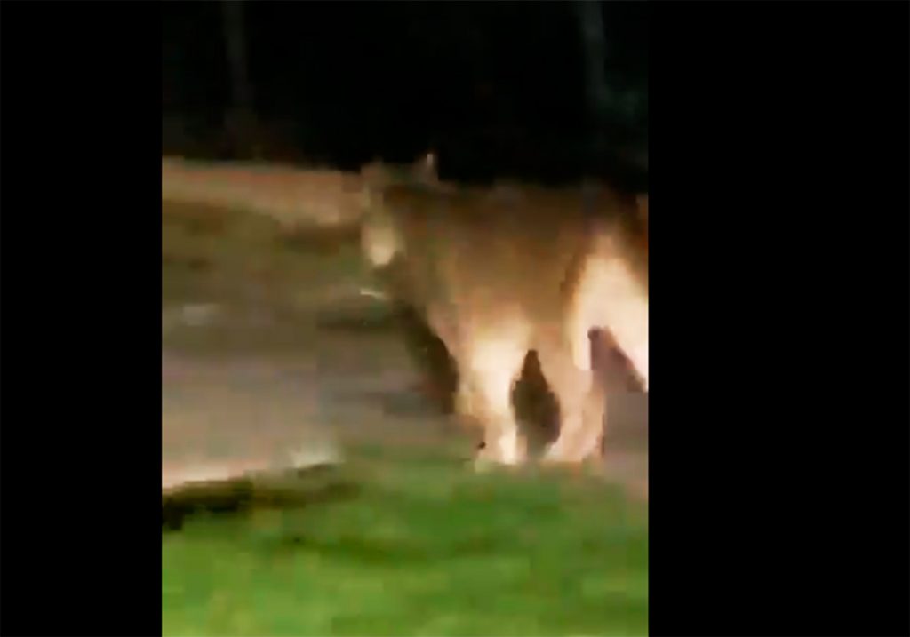 VIDEO| Puma silvestre fue visto deambulando por calles de Providencia en pleno toque de queda
