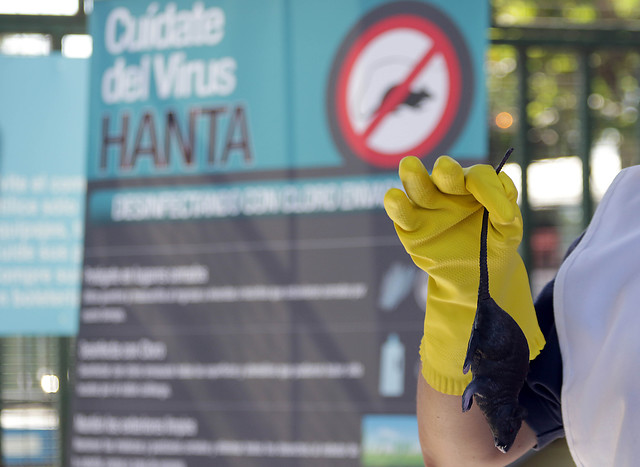 Osorno: Exámenes de trabajador de Aduanas que murió por COVID-19 revelan que también tenía virus Hanta