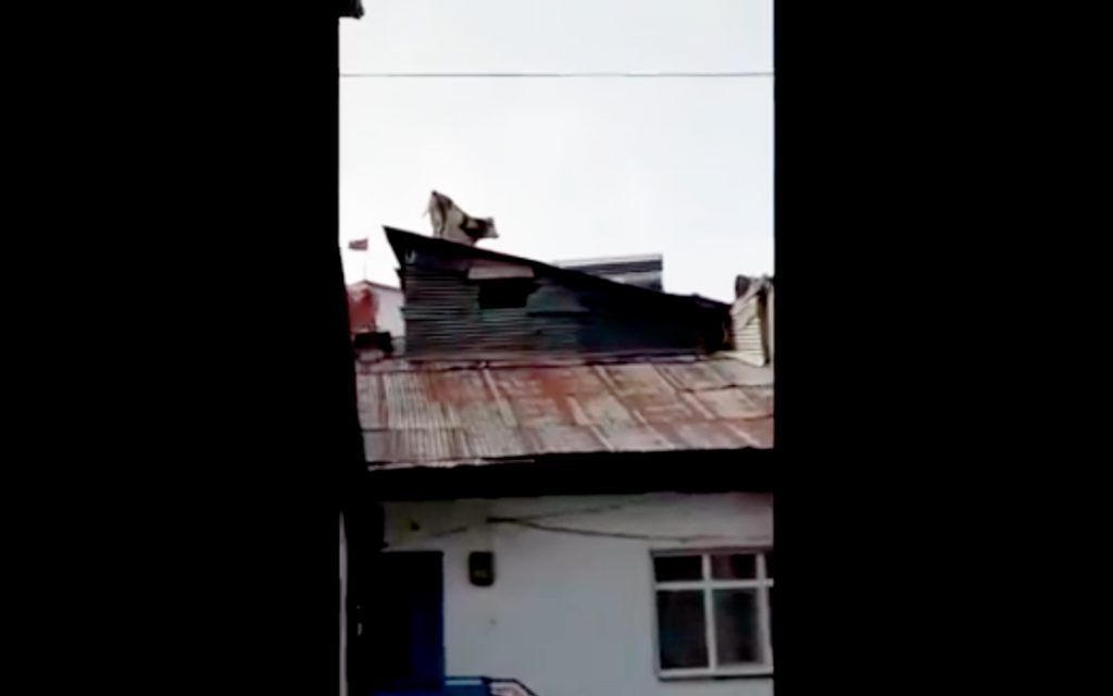 VIDEO| Insólito: una vaca se sube al techo de las casas en medio de la cuarentena de Turquía