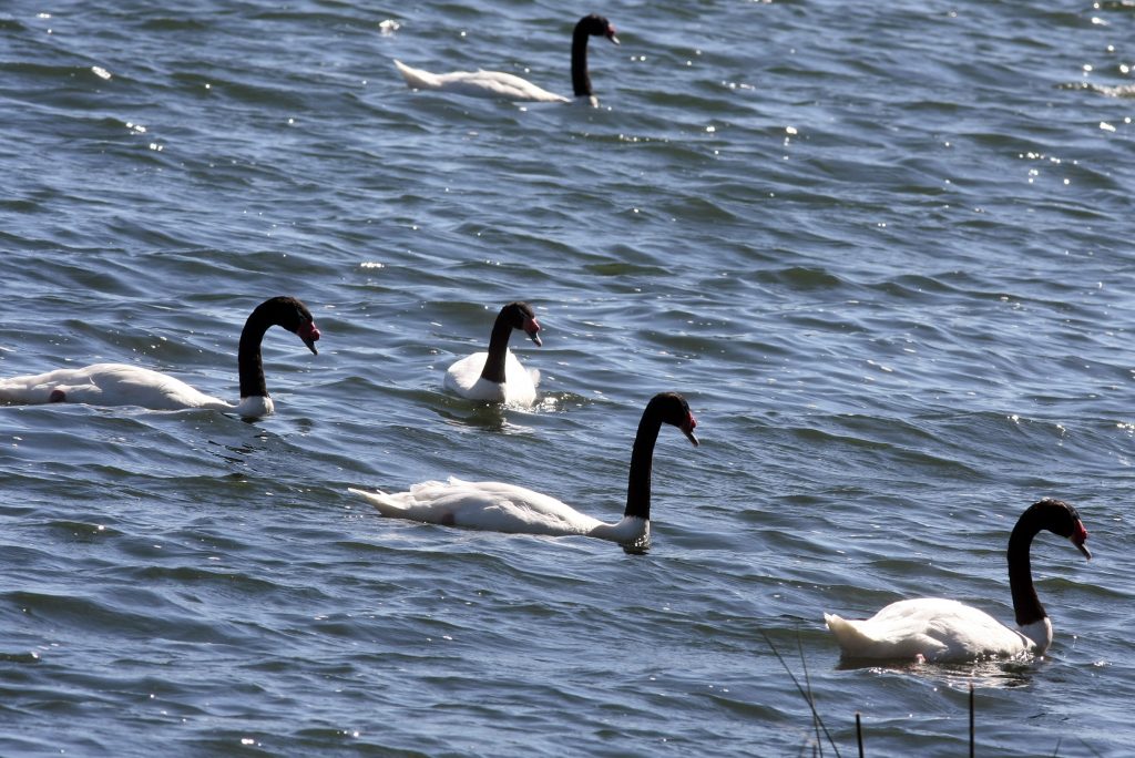 Registran cifra récord de cisnes de cuello negro en Santuario de la Naturaleza Río Cruces y Chorocamayo
