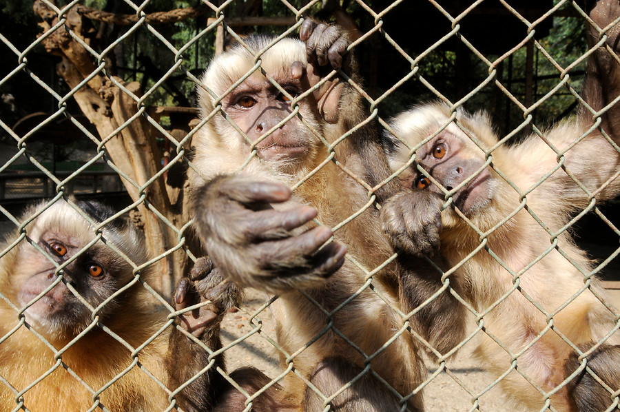 Máxima preocupación en India: Monos roban muestras de sangre con COVID-19