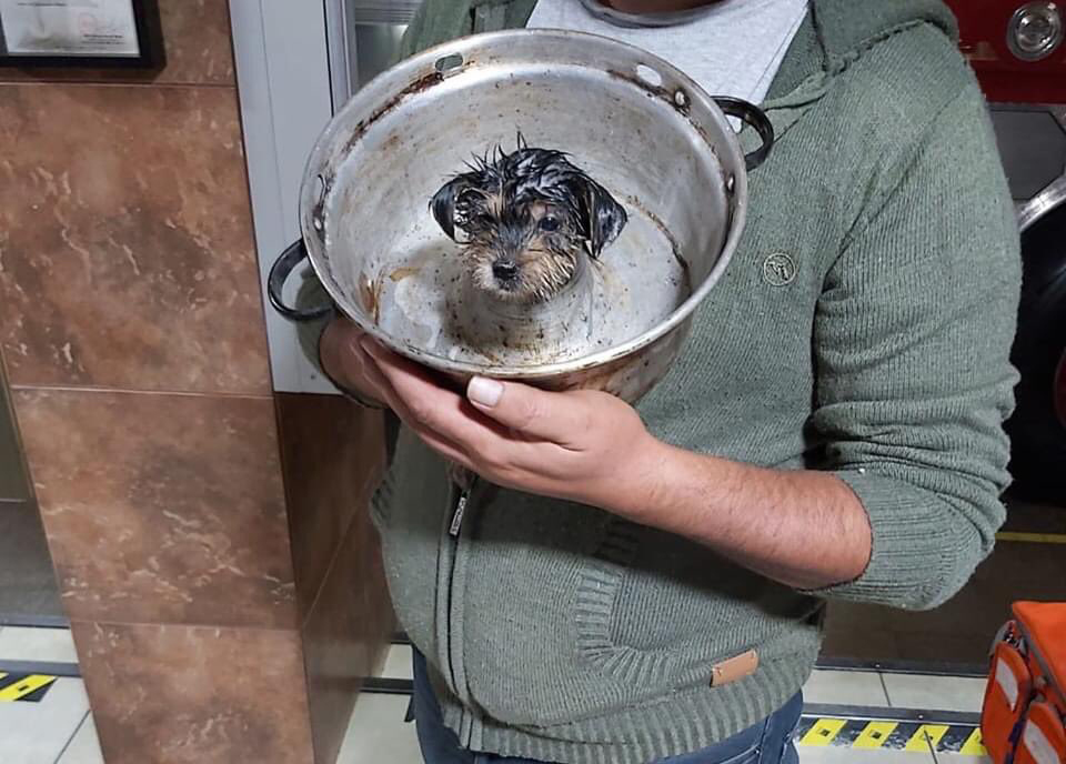 FOTOS| La insólita emergencia que atendió Bomberos de Santiago: perrito queda atrapado en molde para queque
