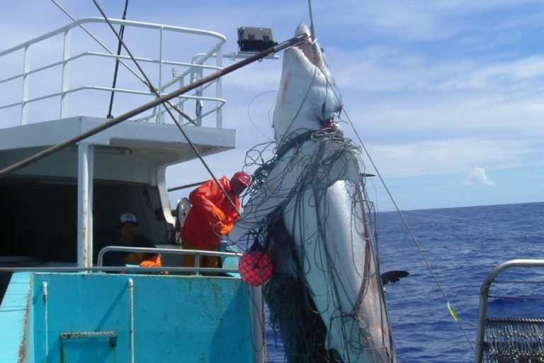 Chile: Comercialización de tiburón sardinero aumentó 40 veces en los últimos 4 años