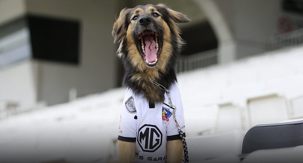 Triste noticia en Colo Colo: Muere ‘Capitán’, el querido perro callejero que se transformó en mascota del club