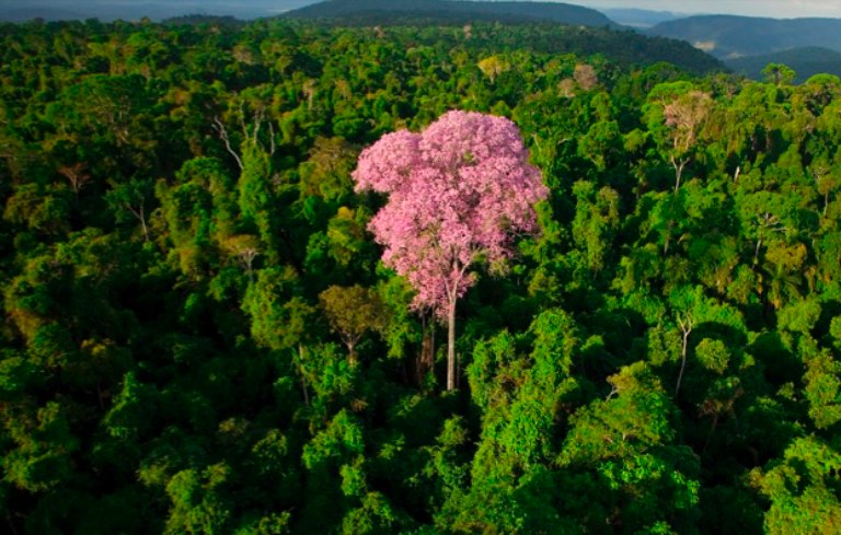 Estudio revela pérdida de bosques en Amazonía equivalente al tamaño de Chile en 34 años