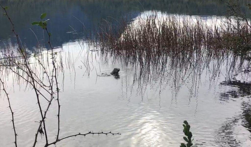 VIDEO | Confirman presencia de huillín en Parque Nacional Pumalín Douglas Tompkins